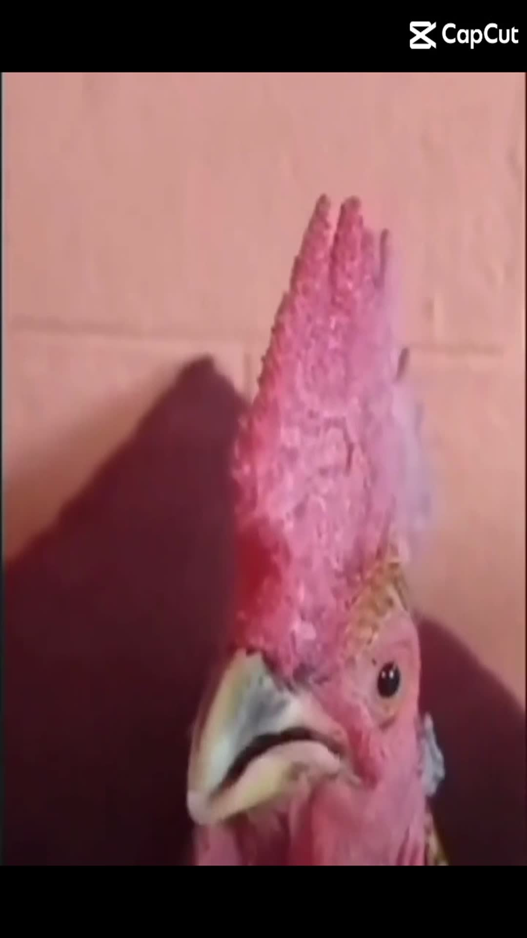 Video thumbnail for copy E1F361B9 4E83 49CD A415 A5BFA47985DB