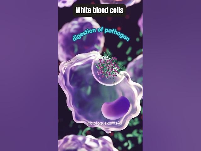 Video thumbnail for White blood Cells eating Bacteria || Phagocytosis Animation