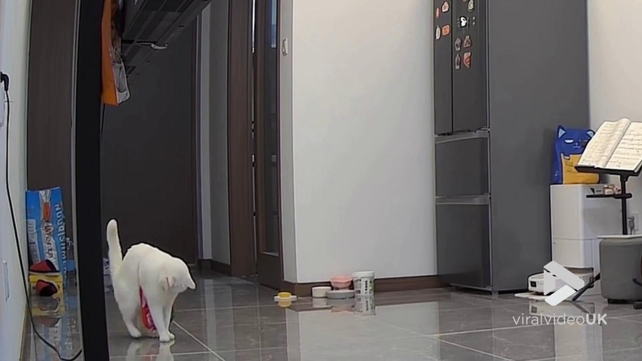 Video thumbnail for VV5068 Cat stands upright to play with small red pouch