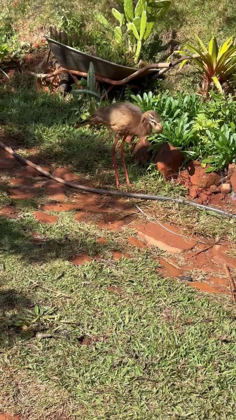 Video thumbnail for Clever Seriema Chasing a Runaway Palm Nut Downhill