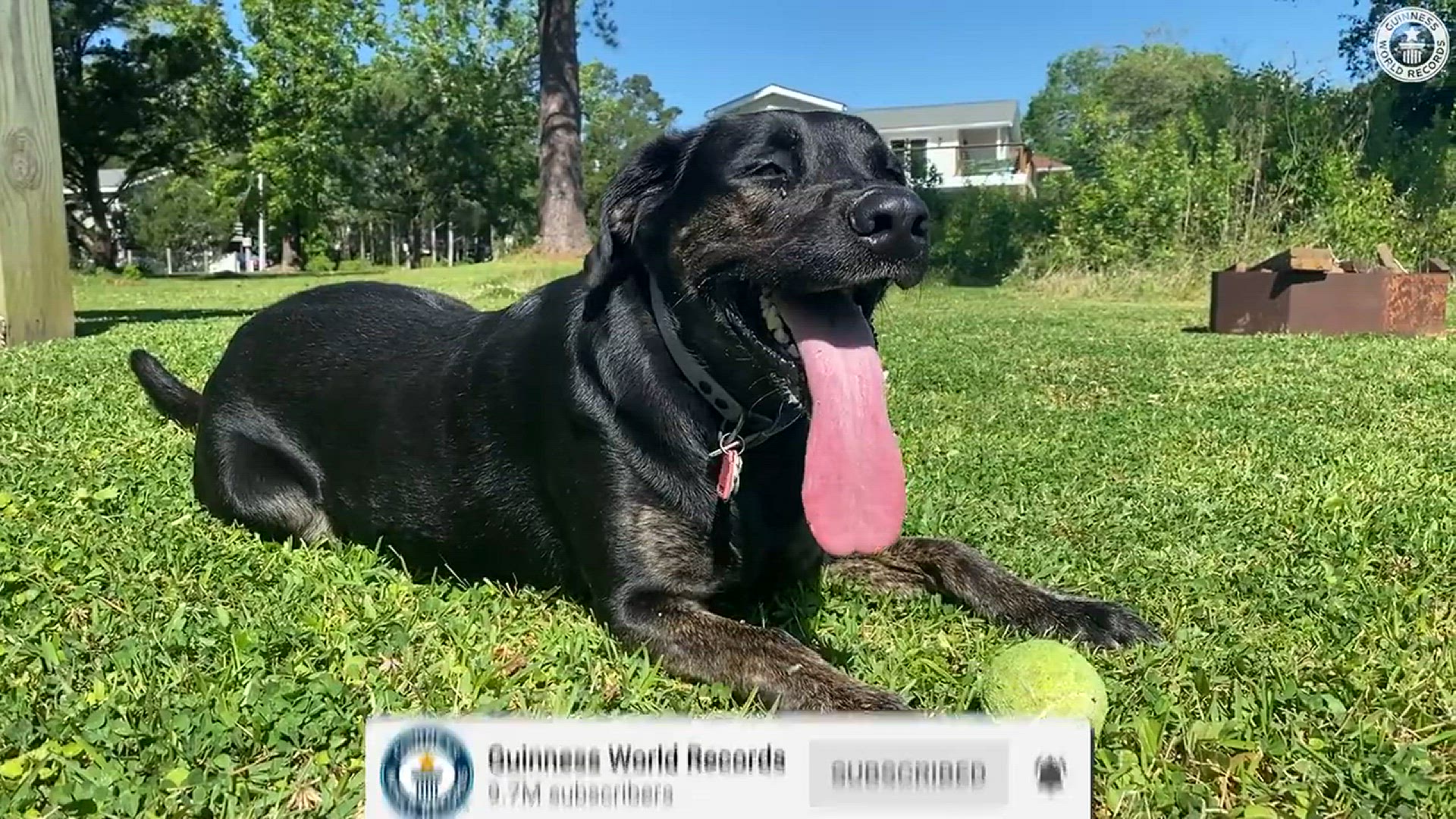 'Video thumbnail for Meet Zoey, the dog with the longest tongue!'