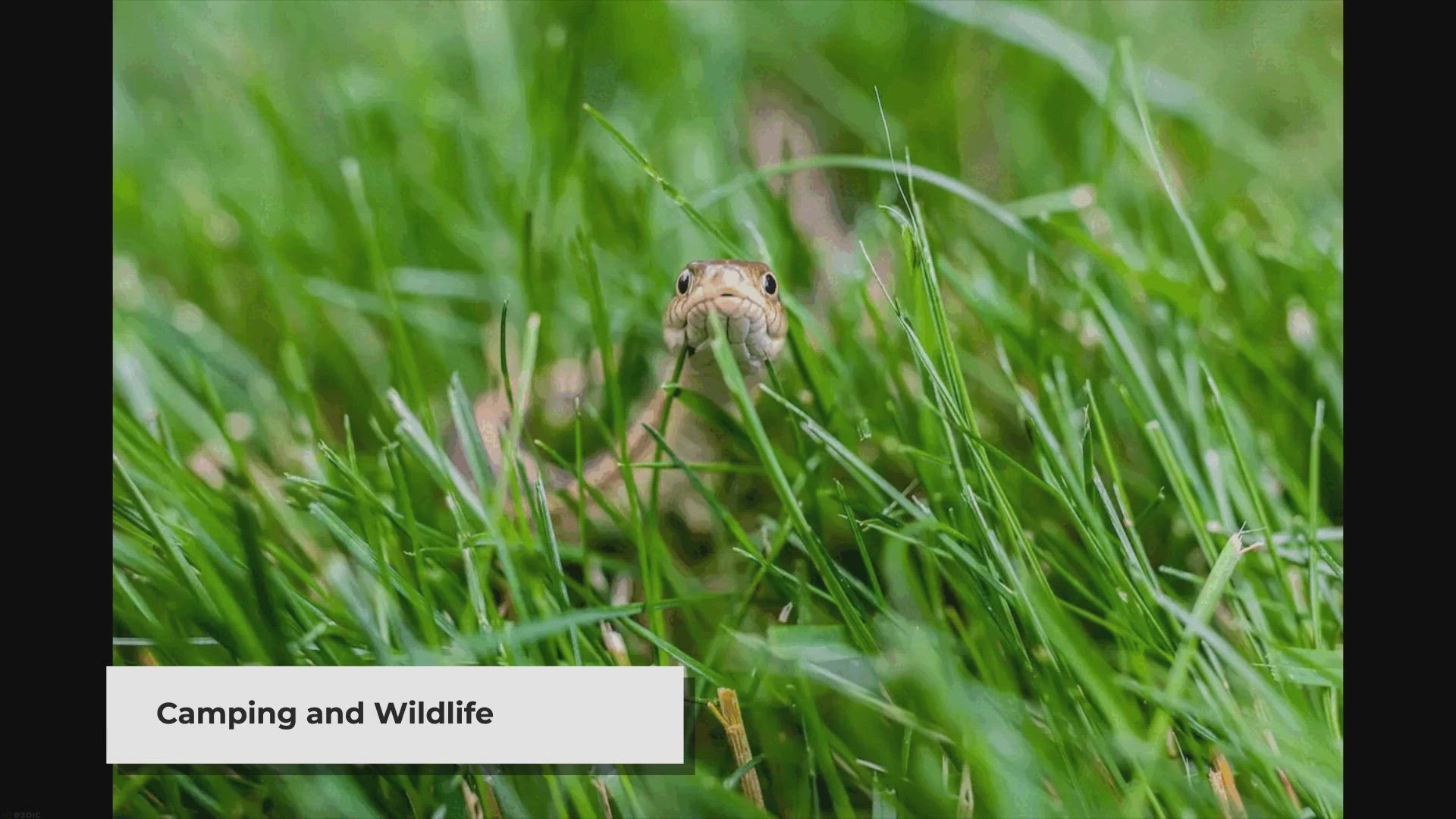 Video thumbnail for The Ultimate Guide to Keeping Snakes Away from Your Campsite