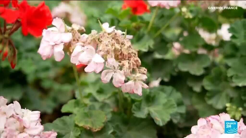 Video thumbnail for Heatwaves damage Monet's gardens in the North of France