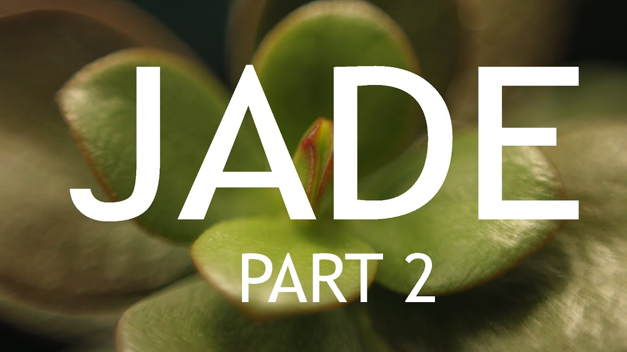 Video thumbnail for Jade Bonsai, Part 2