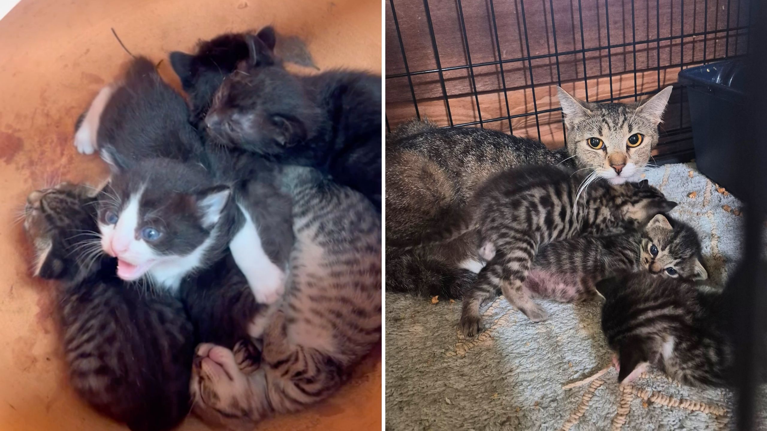 Video thumbnail for Animal Rescuer Saves Kittens Found In Flower Pot In Home Depot
