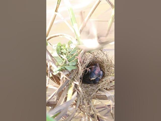 'Video thumbnail for Mother Bgrown bitd feeding EP#083 #birdslover #birdwatch #wildlife #nature #birds #A'