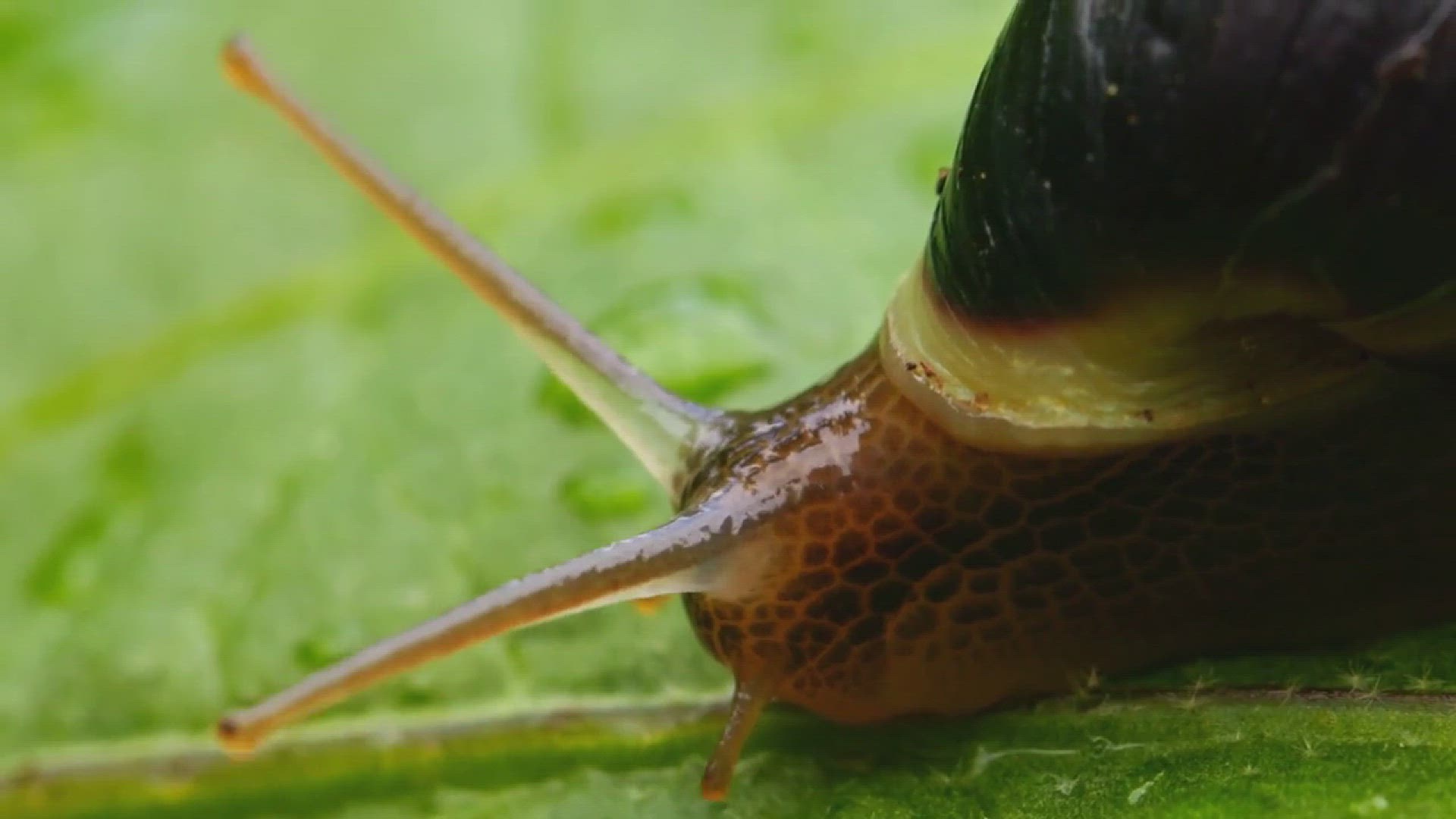 'Video thumbnail for How to Control Snails and Slugs in the Garden'