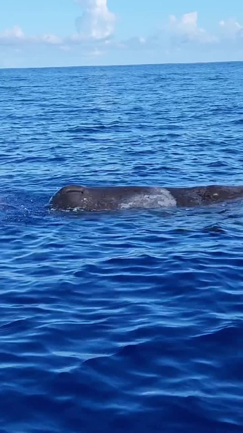 Video thumbnail for Swimming Beside Baby Sperm Whales in Crystal Blue Water
