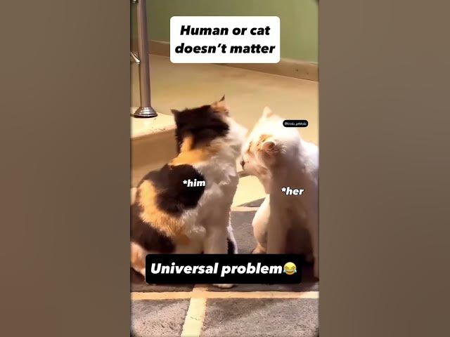 Video thumbnail for kucing genit