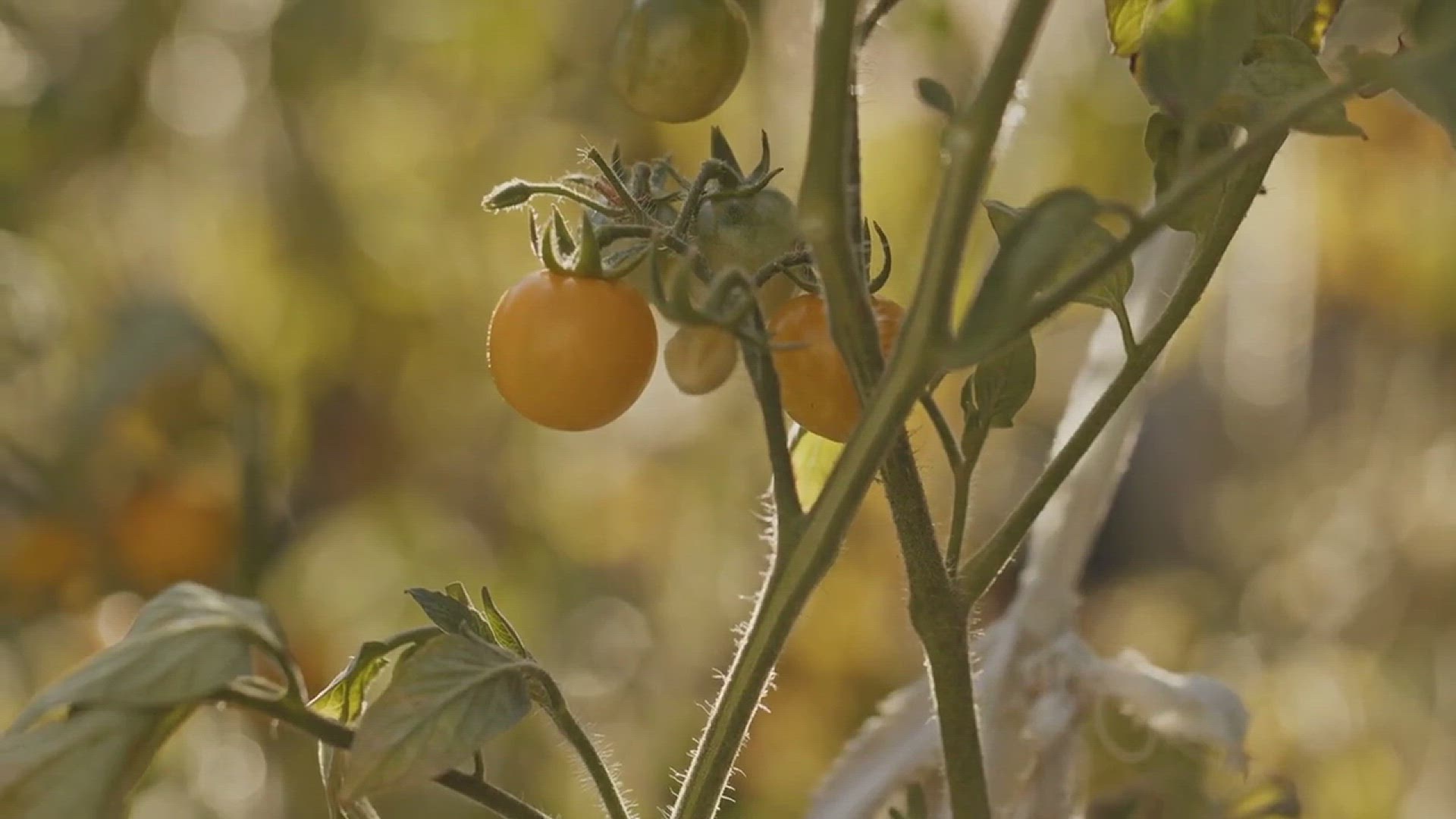 'Video thumbnail for How to Turn Green Tomatoes Red'