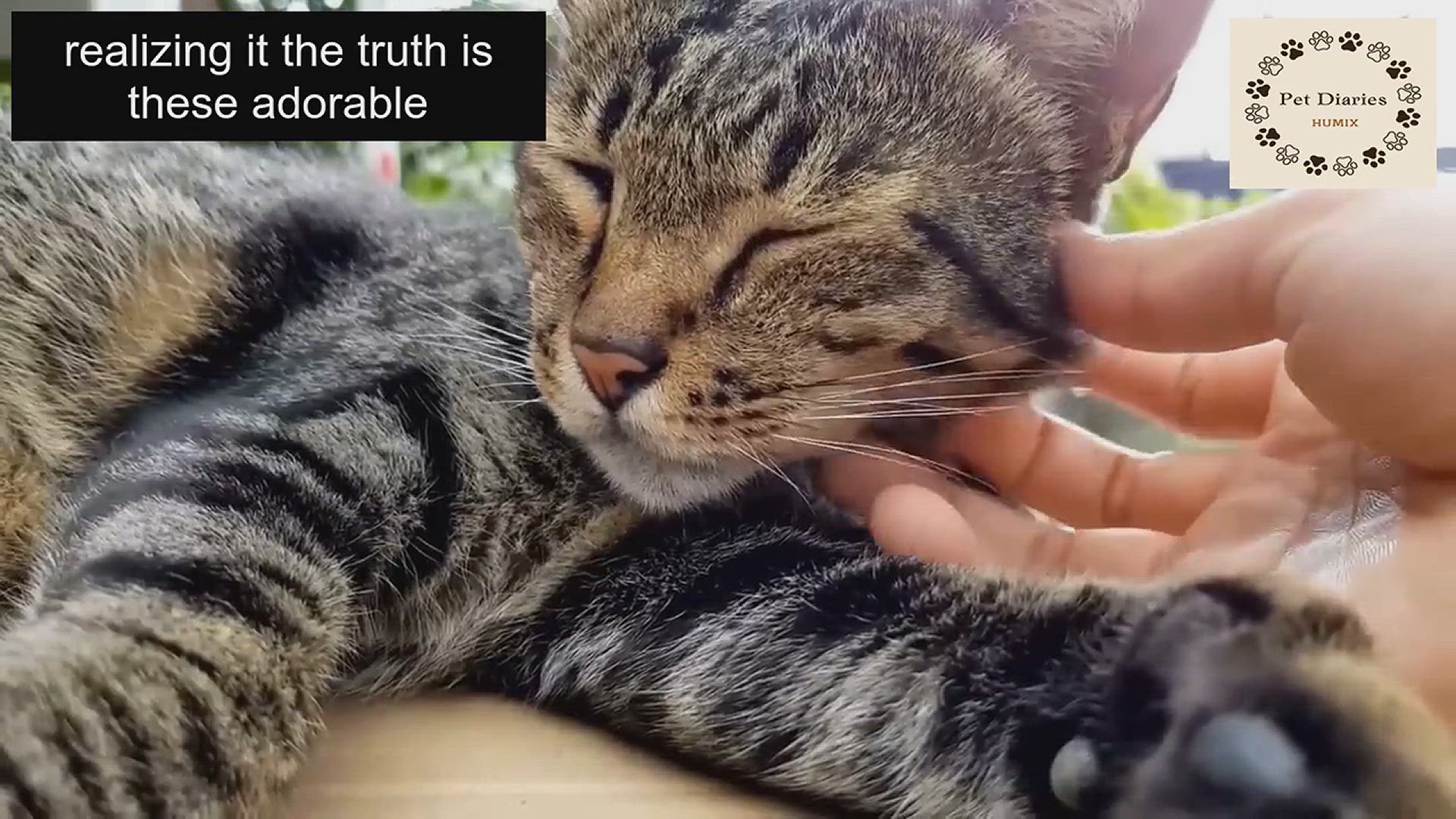 'Video thumbnail for Cats 11 Surprising Ways They Help You'
