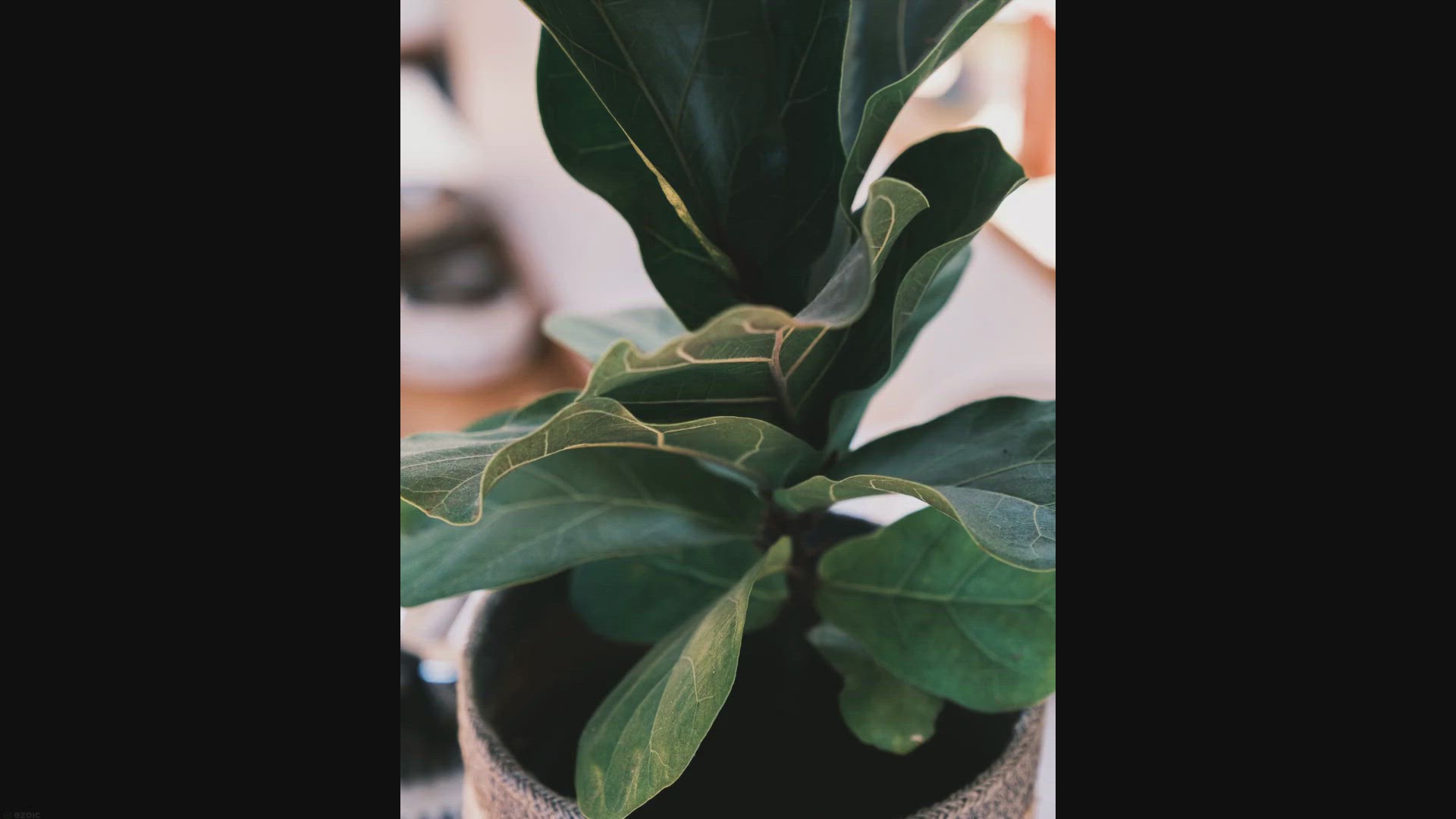 'Video thumbnail for The Ultimate Guide to Fiddle Leaf Fig Watering'