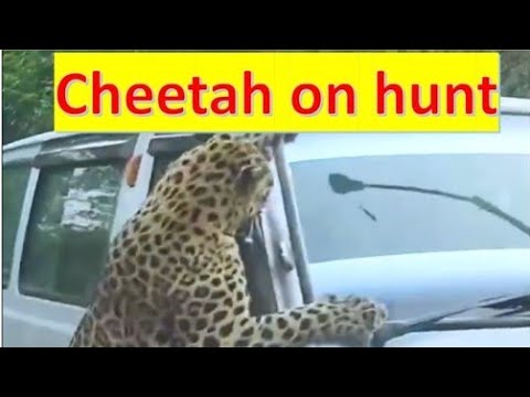 Video thumbnail for Cheetah Attacks