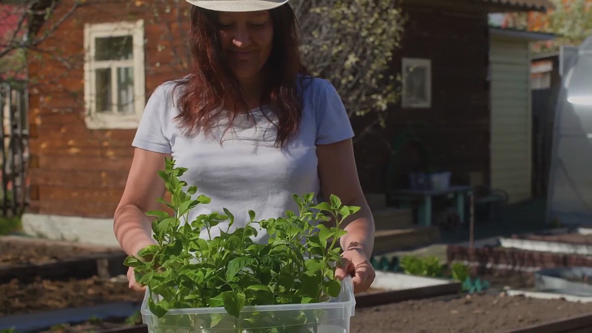 'Video thumbnail for How to Harvest and Preserve Herbs from Your Garden'