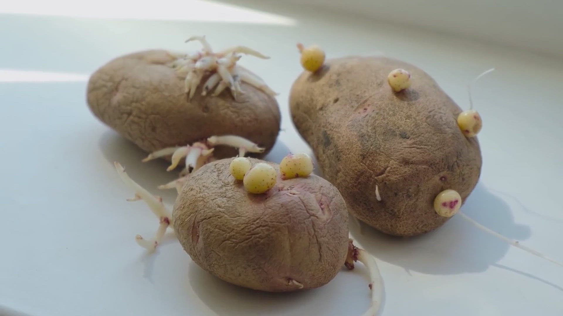 'Video thumbnail for How to Grow Potatoes in a Bag'