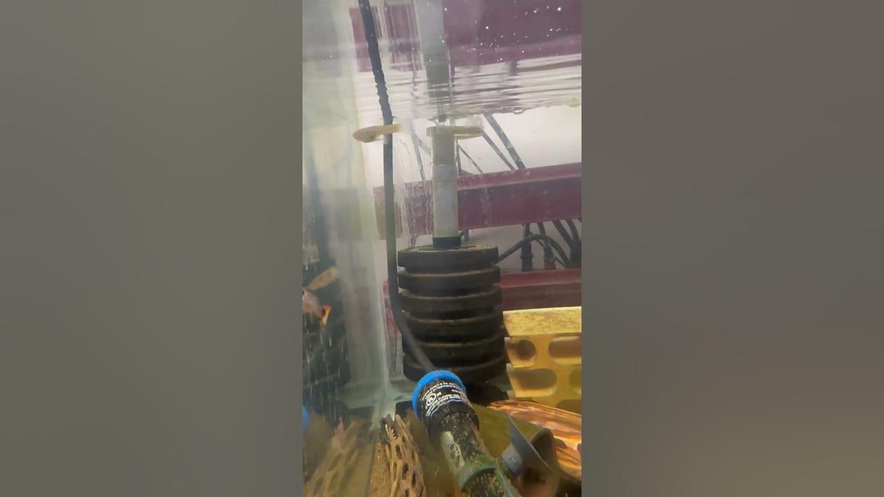 Video thumbnail for New Japan Blue Red Double Swordtail guppies. #newproject #beautiful #guppybreeder