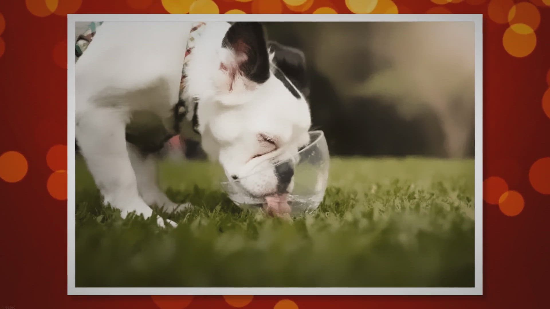 Video thumbnail for Trimming Tips: Choosing the Right Dog Nail Clippers