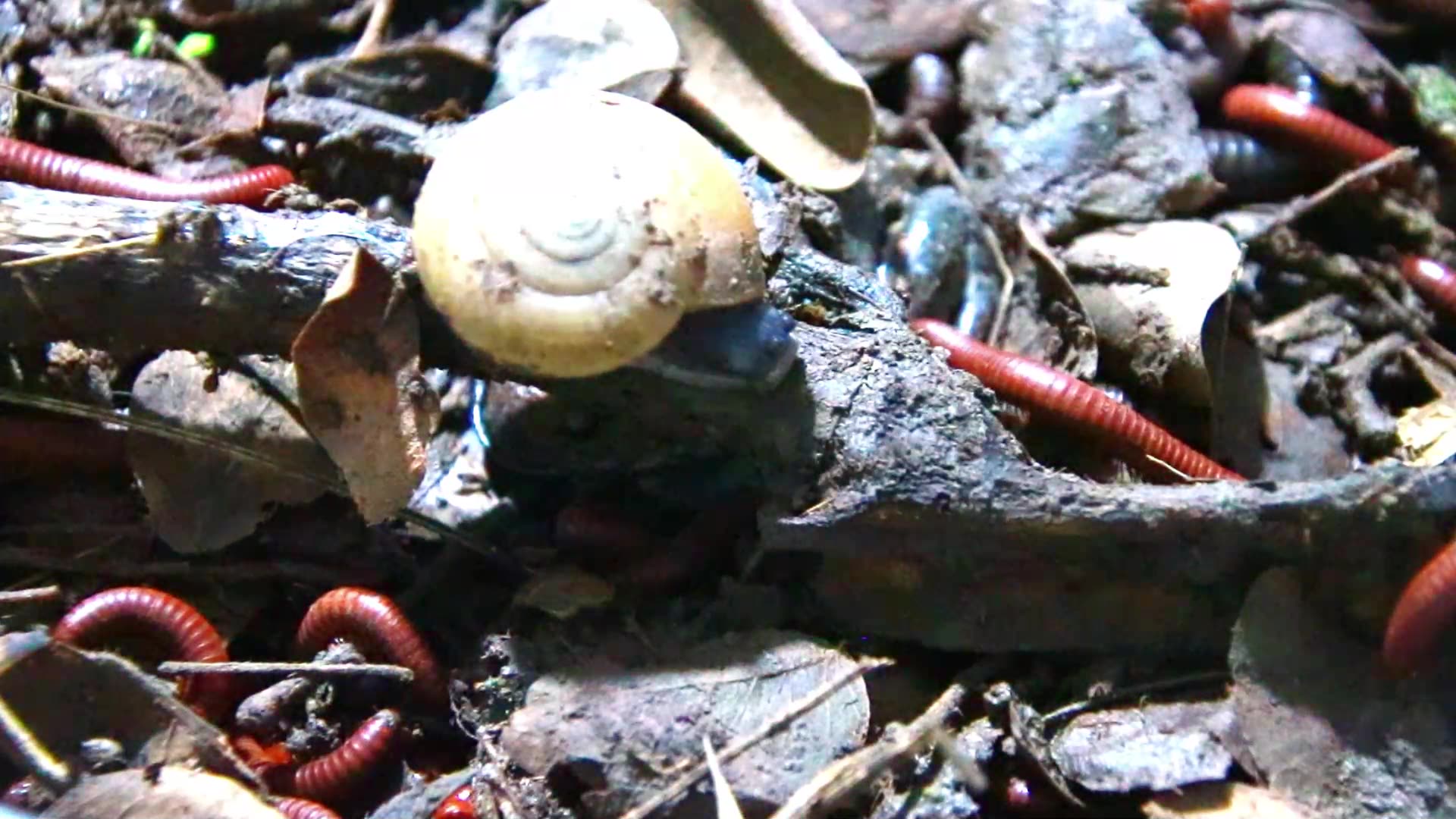 Video thumbnail for In night Snail wark eat soil, red worm here