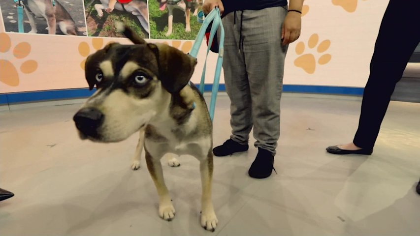 Video thumbnail for Paws and Pals: Tony might be your perfect match