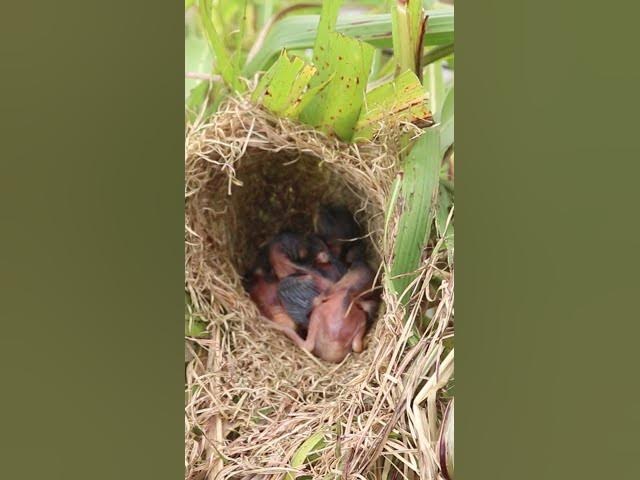 Video thumbnail for Babies bird cries eat EP#285 #babybird #shorts #birdslover #birdsounds #birds #birdslover #finch #fi