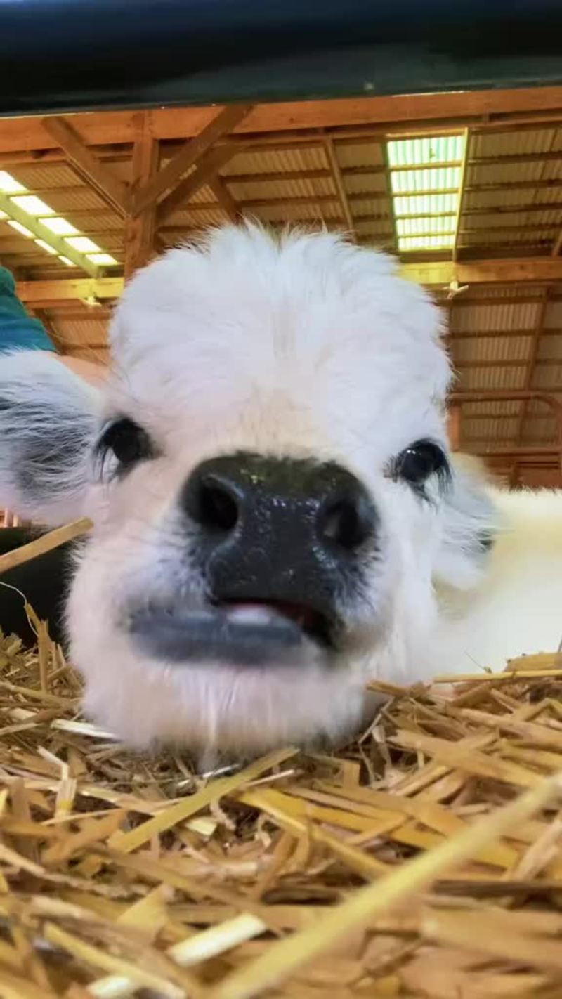 Video thumbnail for Fluffy Baby Cow Relaxing and Chewing Straw in the Barn
