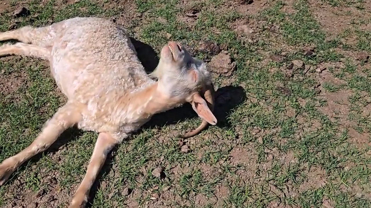 Video thumbnail for Goat Naps in a Unique Position at Witmos Oxwagoncamp