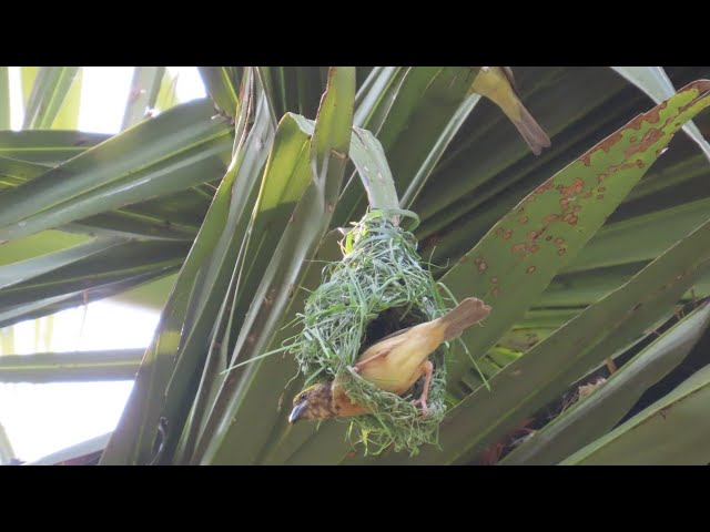 Video thumbnail for TRY BUILD NEST#baby #birds #wildlife #animals #birds