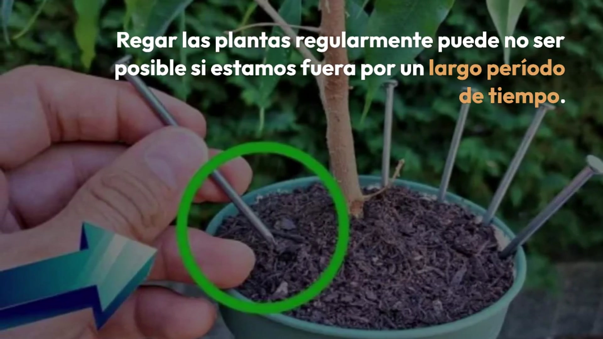 Video thumbnail for Porque todos están dejando un clavo en las plantas antes de irse de vacaciones