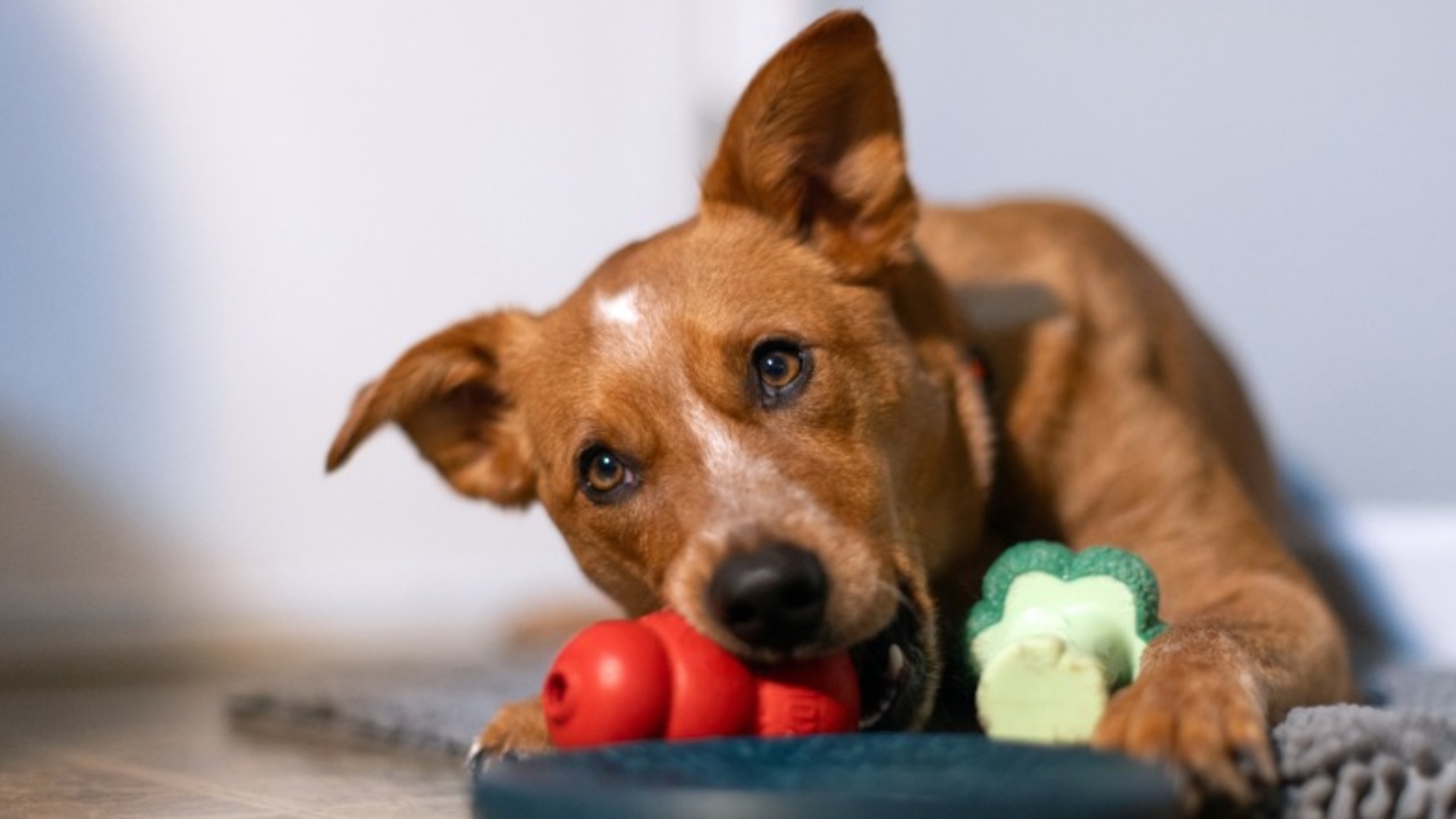 Video thumbnail for Red Heeler Size Explained: How Big Will Your Dog Get?