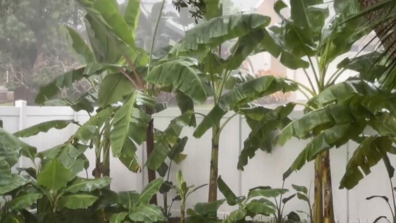 Video thumbnail for US: Banana Plants Thrash Violently in Strong Winds During Hurricane Isaias.