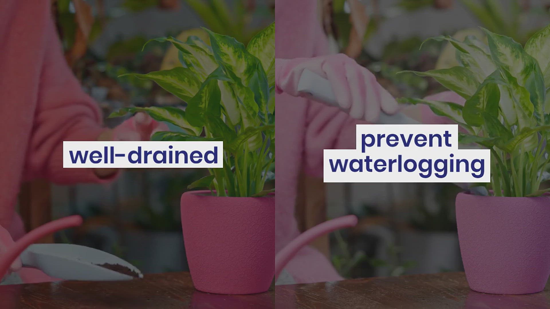 'Video thumbnail for How to Grow Strawberries at Home'