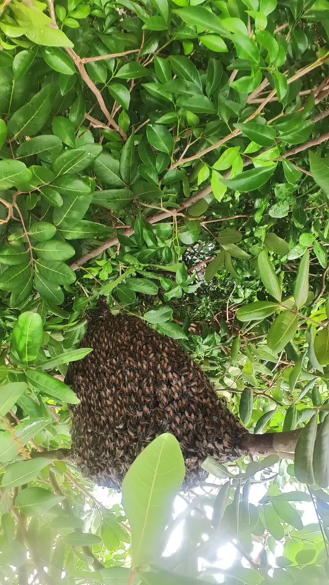 Video thumbnail for Amazing wild bee