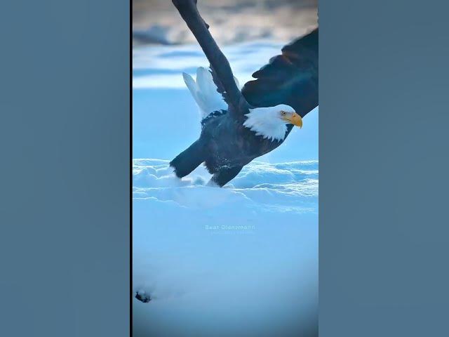 Video thumbnail for eagle flying snowfall πͺπͺβ€οΈβ€οΈ #shorts #viral
