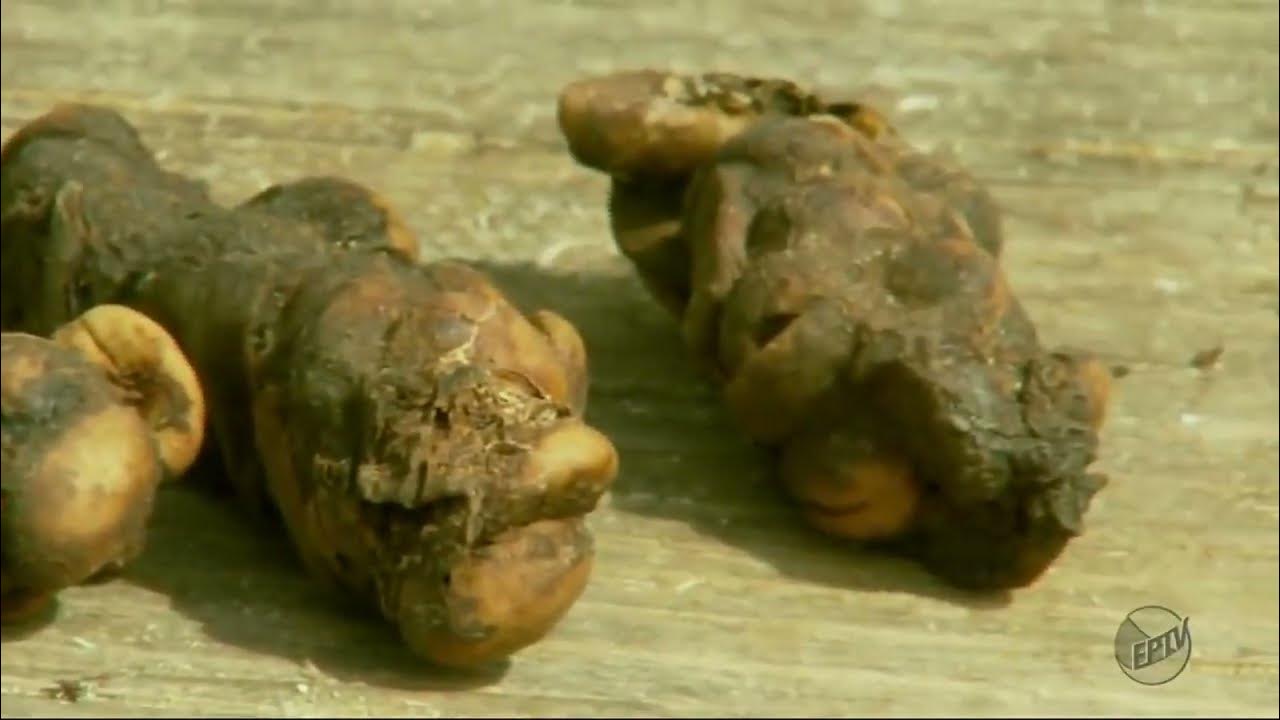 Video thumbnail for Café jacu o que é, como é produzido e por que é exótico