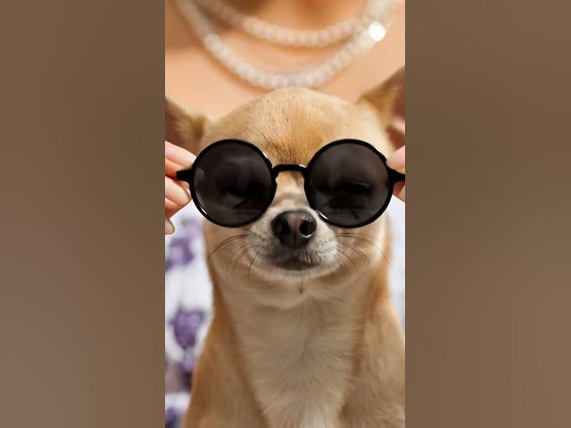 Video thumbnail for #chiwawa