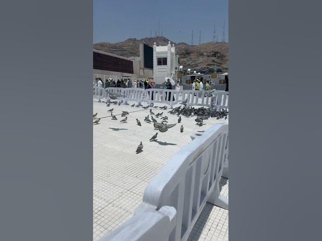 Video thumbnail for Kaaba #shortvideo #makkah #makkahmadinah #dua #allah #tranding #viral