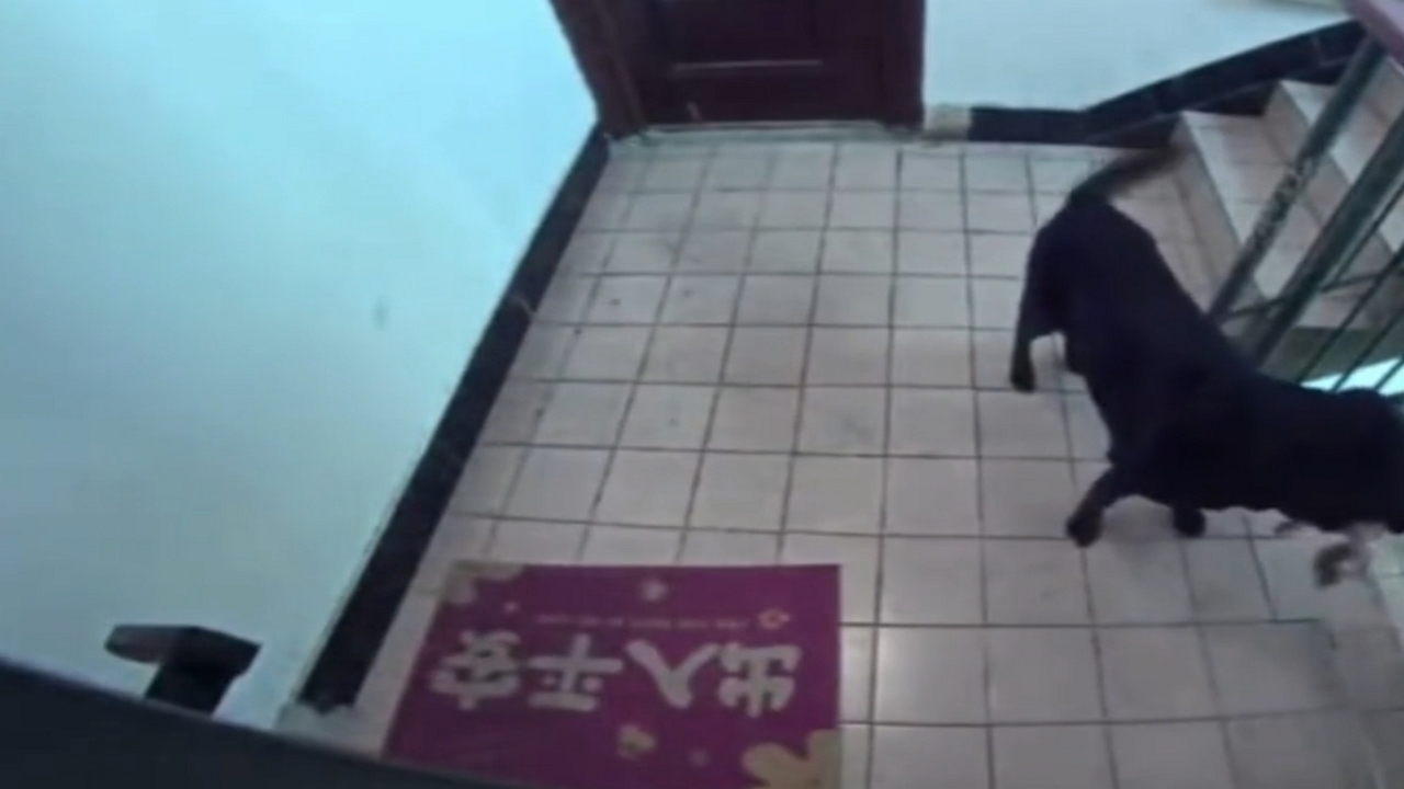 Video thumbnail for Patient Labrador Waits Quietly Outside Apartment in Shanghai