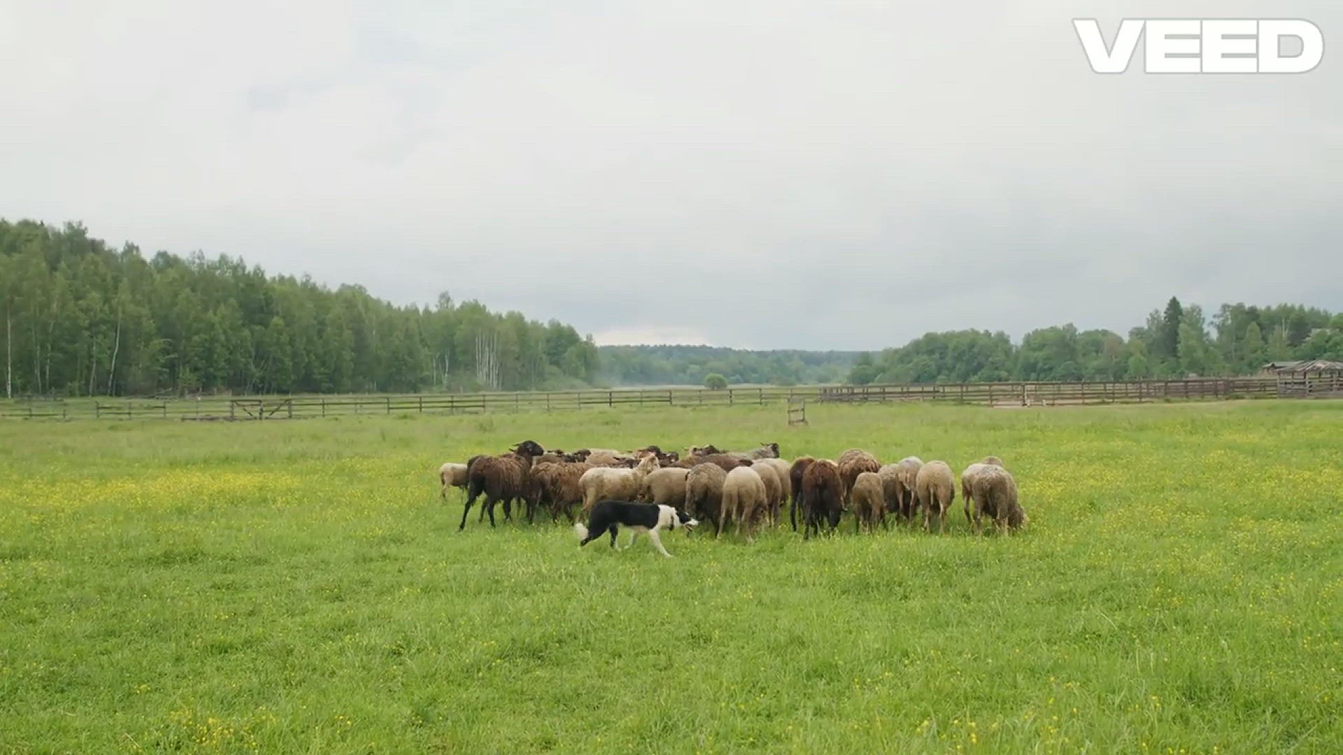 Video thumbnail for Discover the Unique Traits of 340 Dog Breeds!