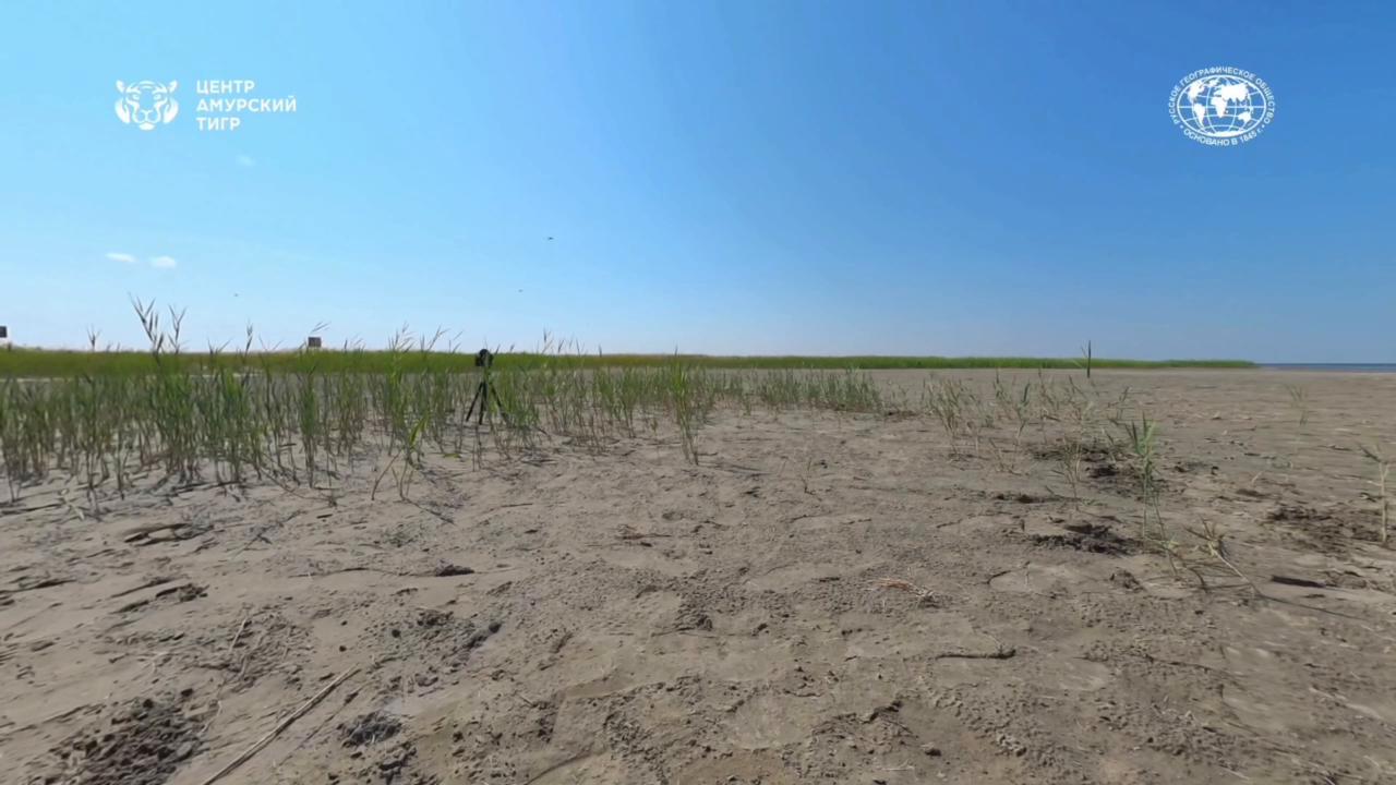 Video thumbnail for Kazakhstan: First Amur tiger given by Russia to Kazakhstan released into its natural habitat.