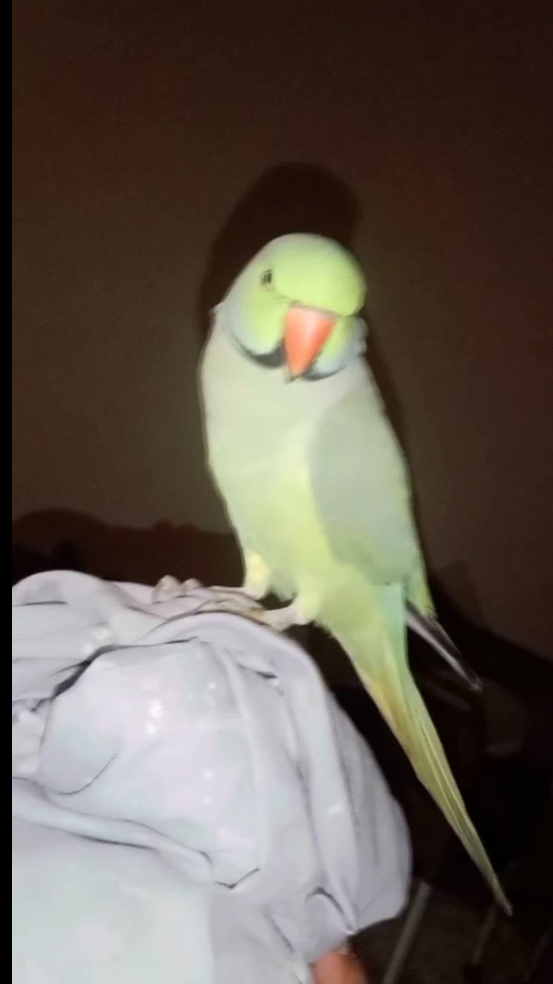 Video thumbnail for lv_7365050256465349894_20240924003836