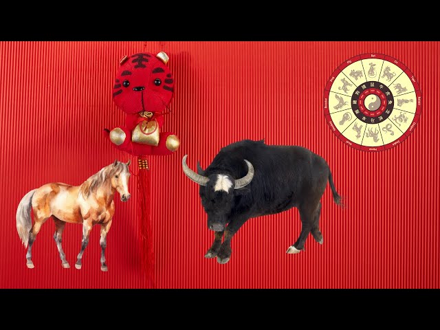 'Video thumbnail for Exploring the Dynamics of Ox and Horse Compatibility in the Chinese Zodiac'