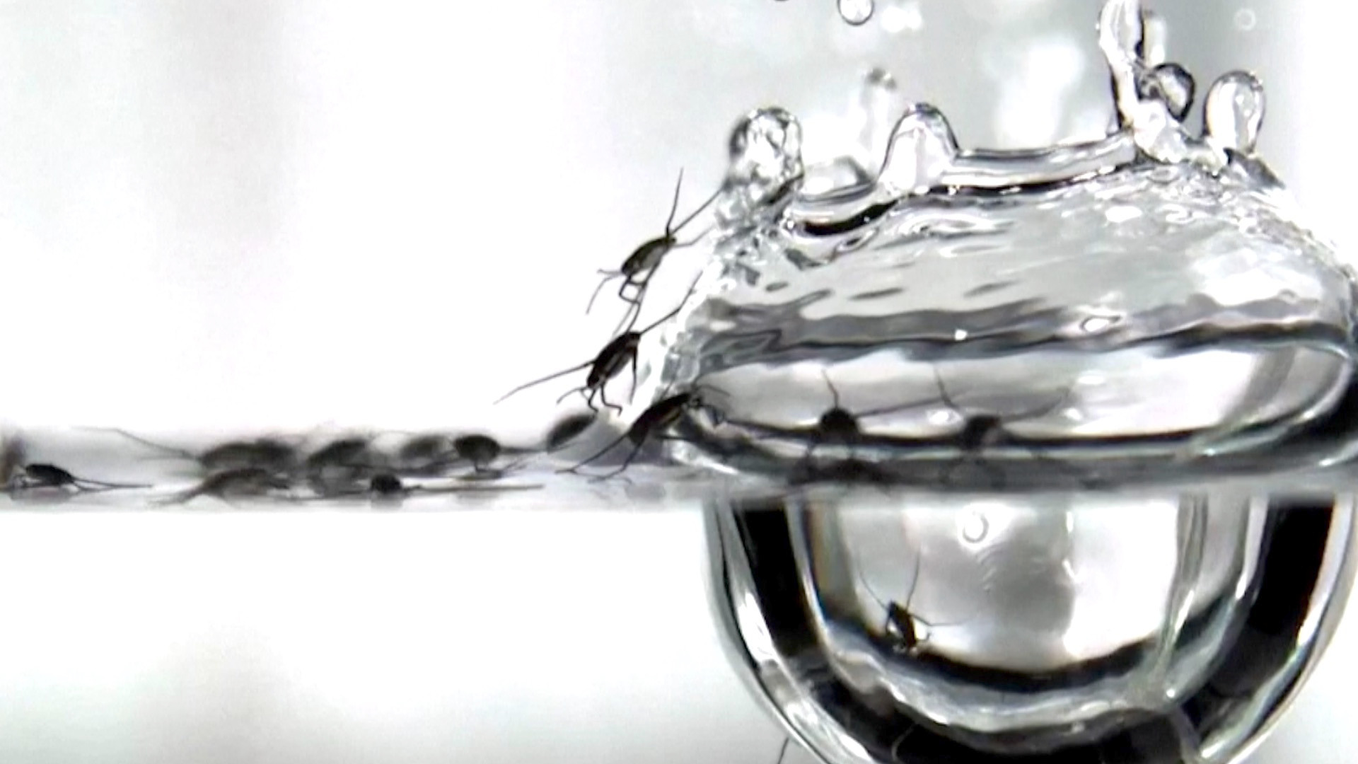 Video thumbnail for Behind the science: how heavy rain affects insects and its link to microplastics in our waters