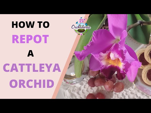 Video thumbnail for 10 Hassle-free Steps & Tips You Didn't Know About Cattleya Orchids