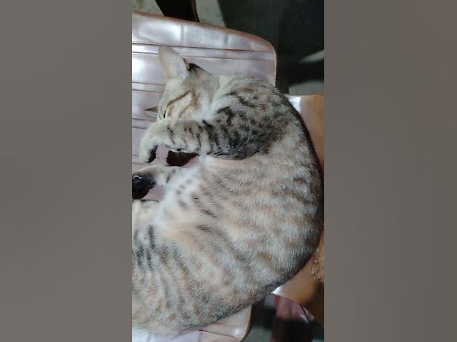 Video thumbnail for Sleeping cat