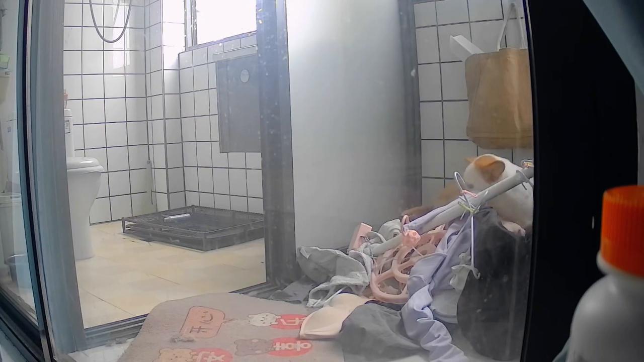 Video thumbnail for China: Sleeping dog in China startled after clothes suddenly fall and hit it.