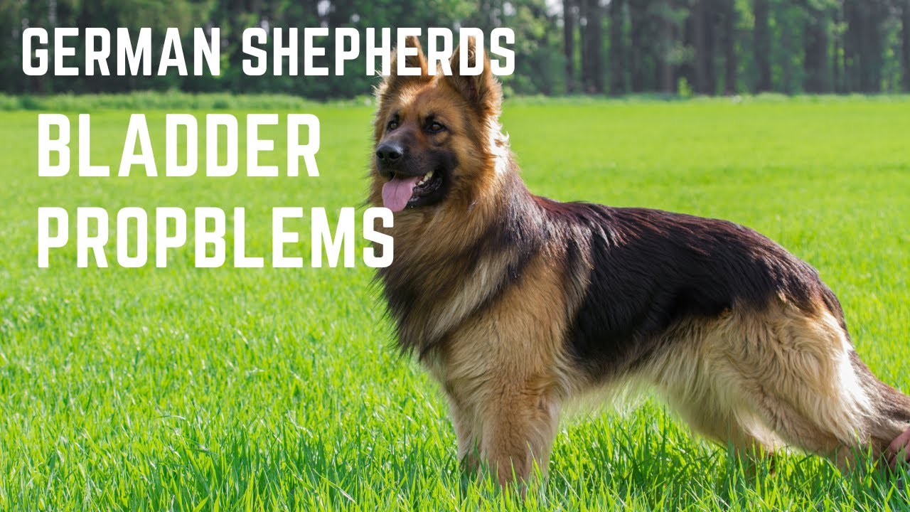 Video thumbnail for German Shepherd Bladder Problems