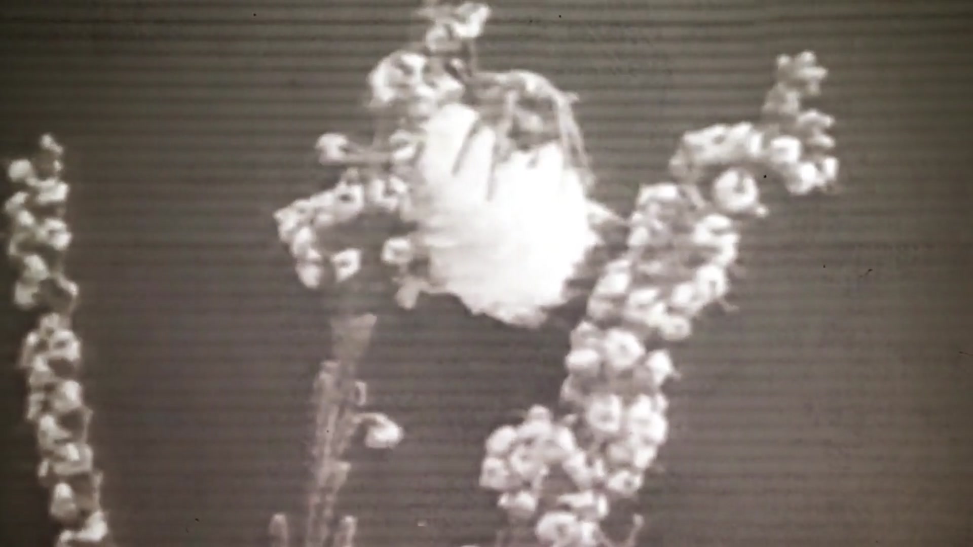 'Video thumbnail for Should You Release House Spiders Outdoors?'
