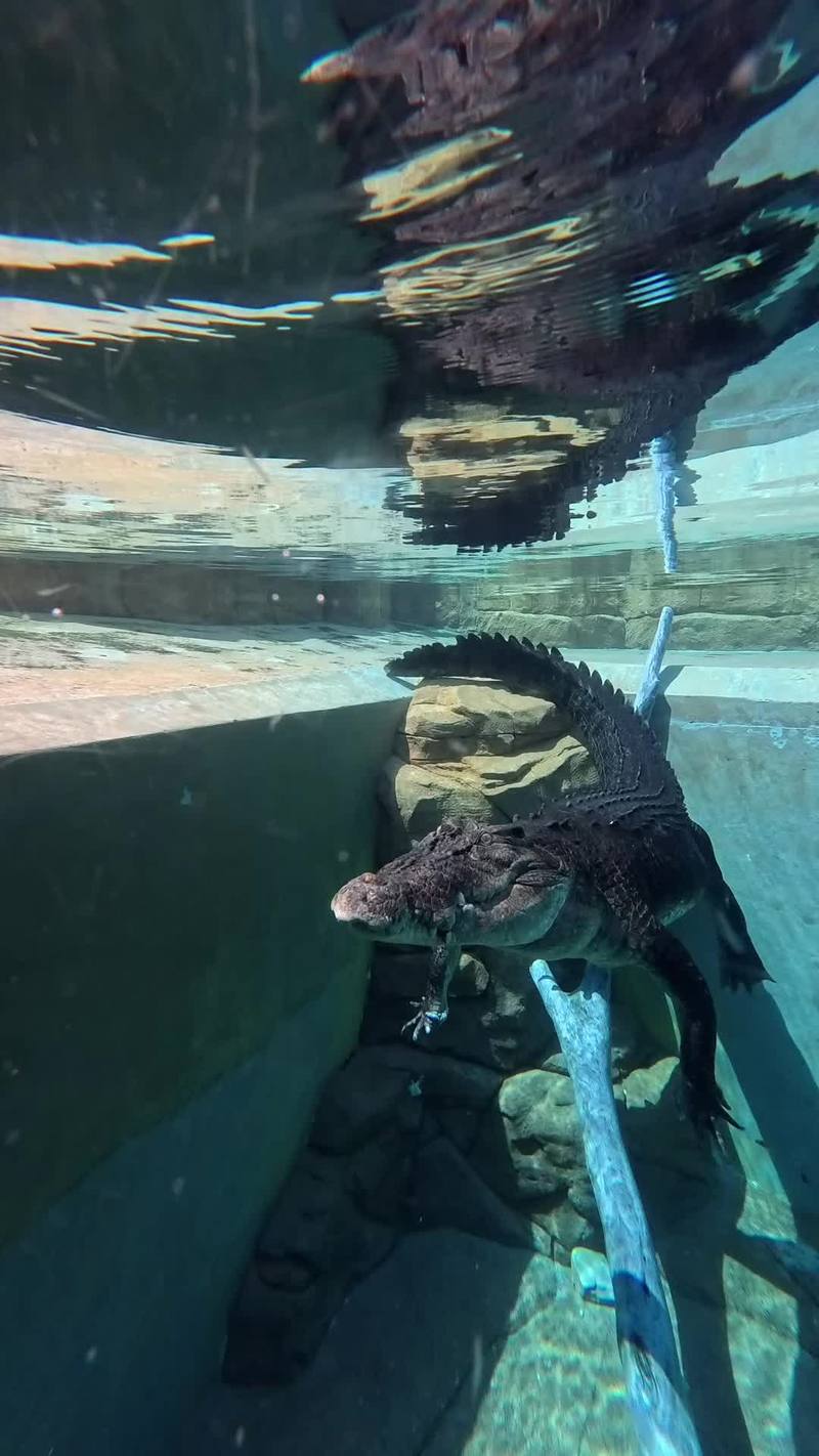 Video thumbnail for Cage Diving beside a Massive Crocodile in Crystal Clear Water
