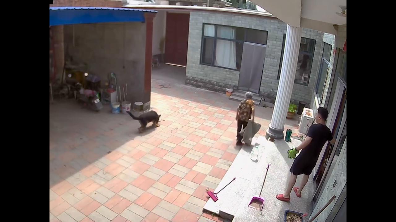 Video thumbnail for China: Curious dog in China bitten by snake after moving in for a closer look.