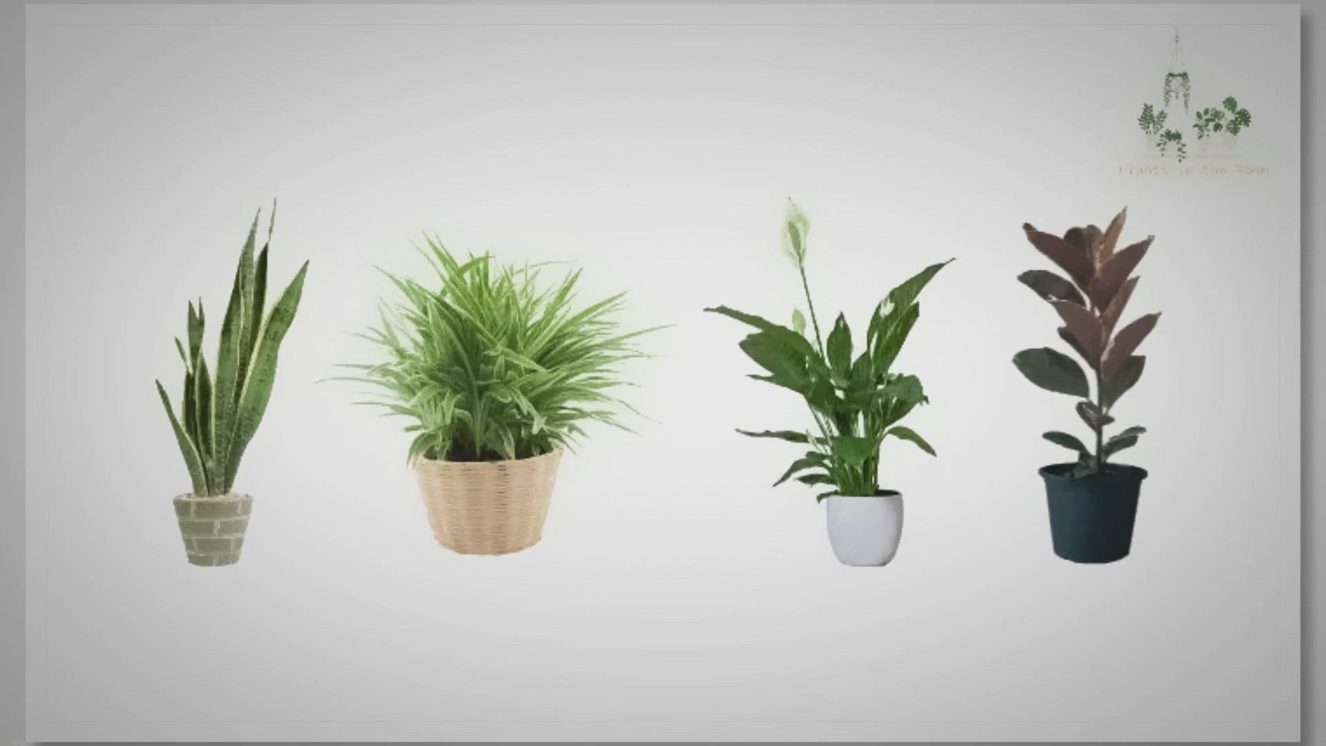 'Video thumbnail for Oxygen-Producing Indoor Plants for a Healthier Home'